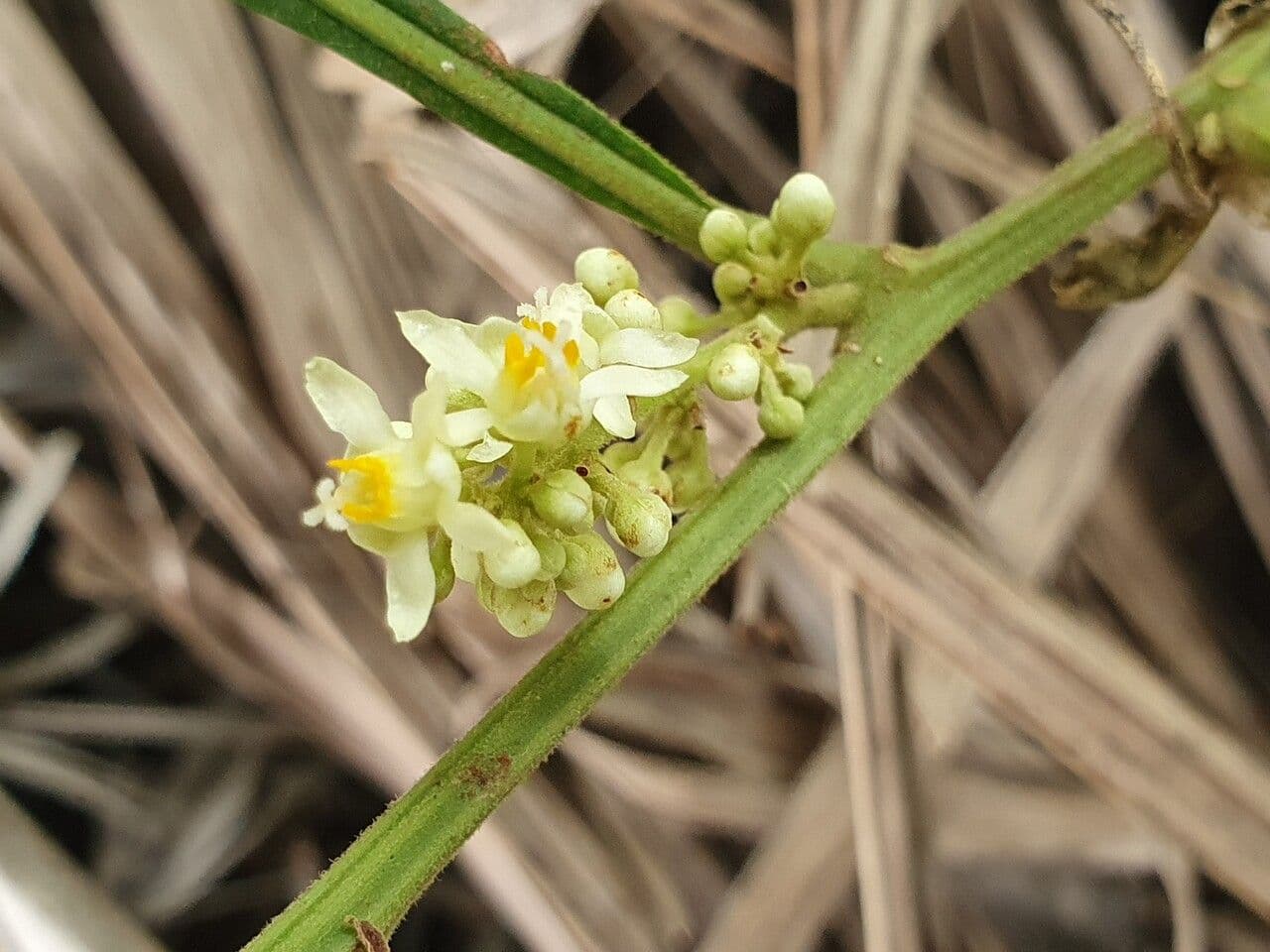 Paullinia pinnata 10