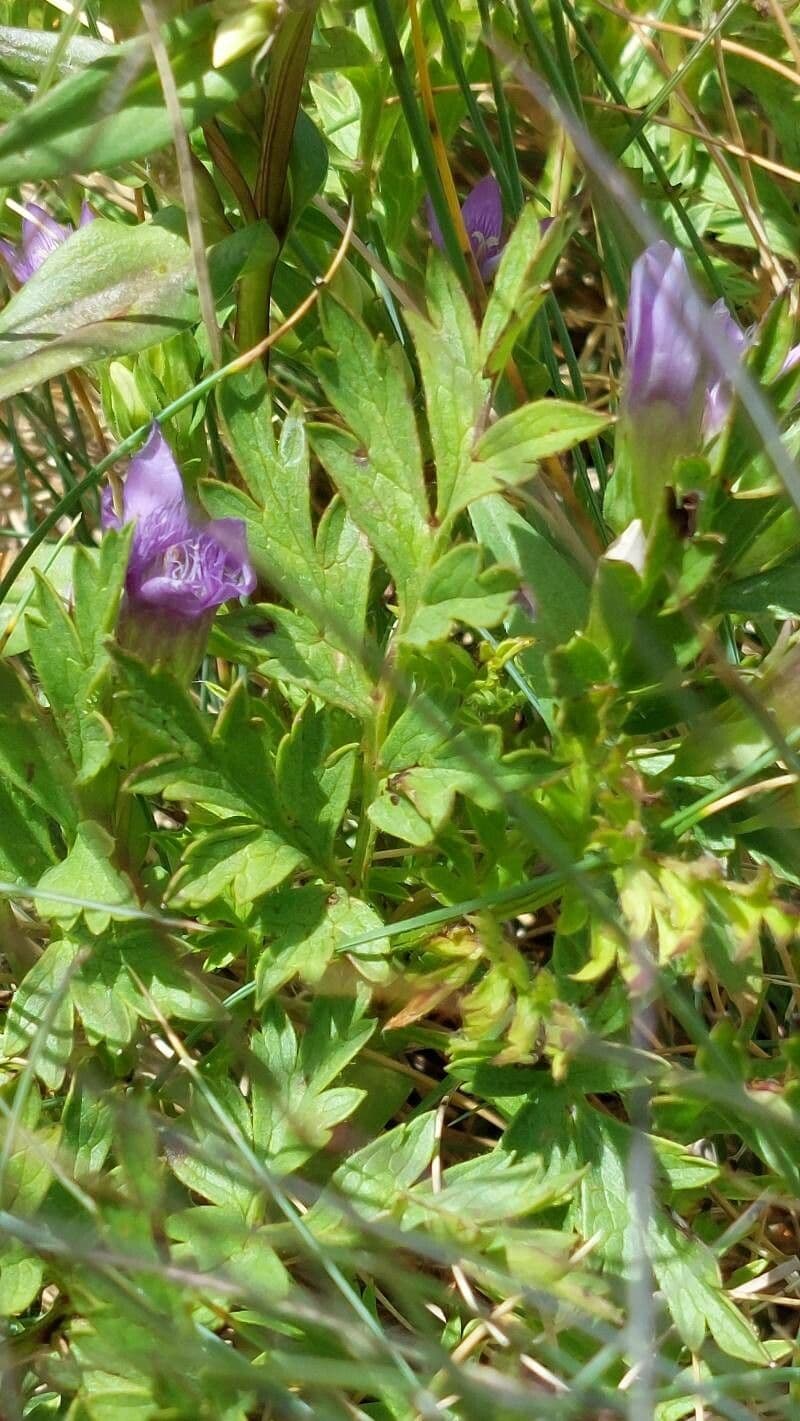 Genzianella ramosa 15