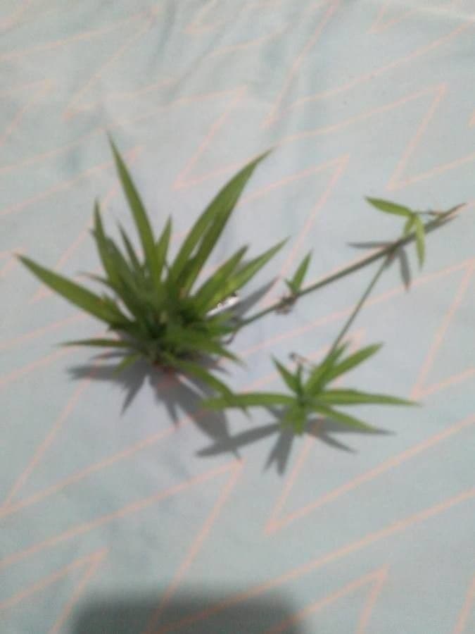 Echinaria capitata 20
