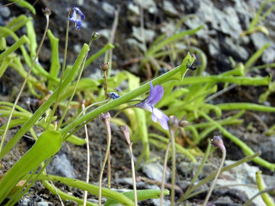 Pinguicula 9