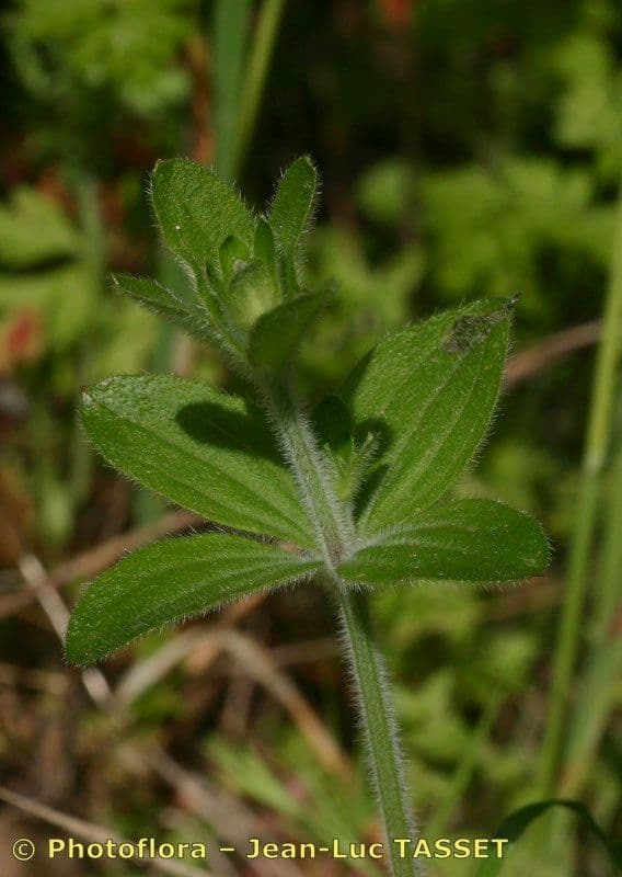 Galium 13