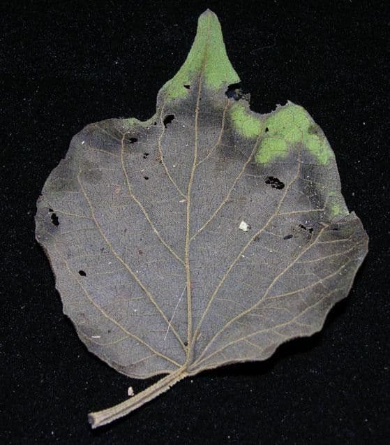 Amphilophium paniculato 17