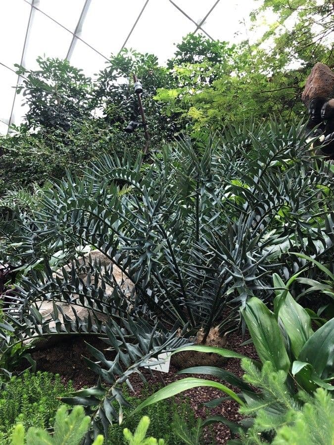 Encephalartos 15
