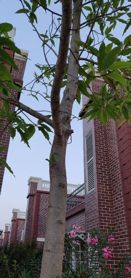 Magnolia champaca 21