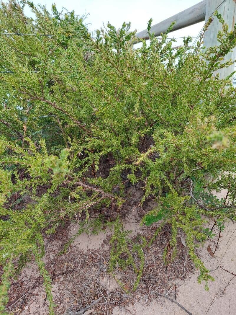 Acacia paradoxa 11