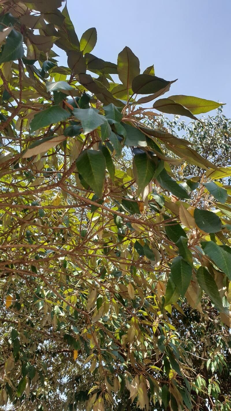 Croton 10