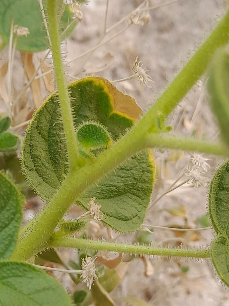 Cleome 11