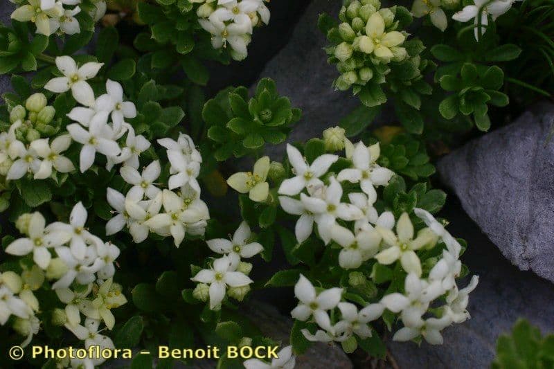 Galium pseudo-svizzero 7