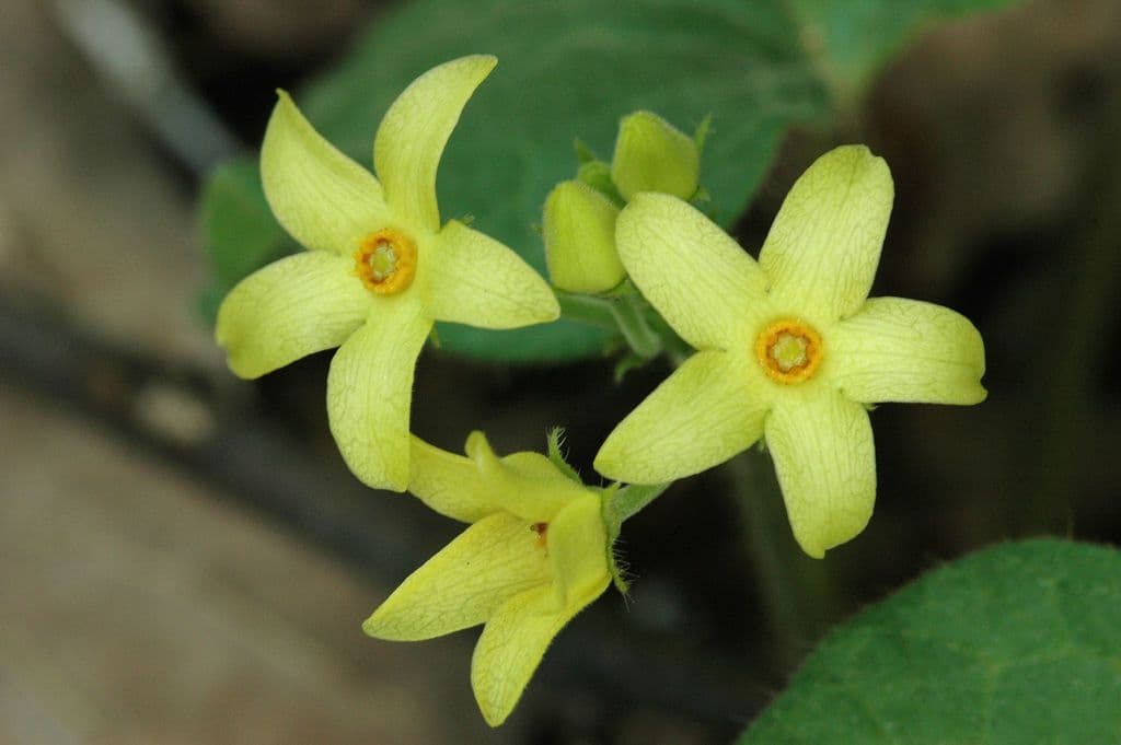 Matelea 8