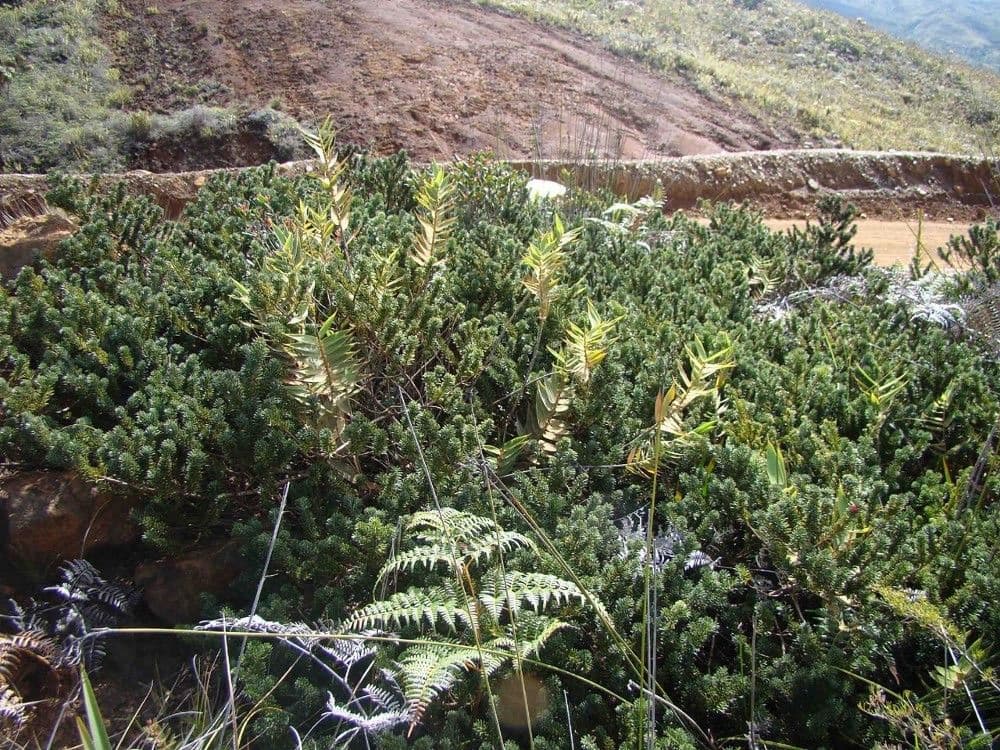 Podocarpus 12