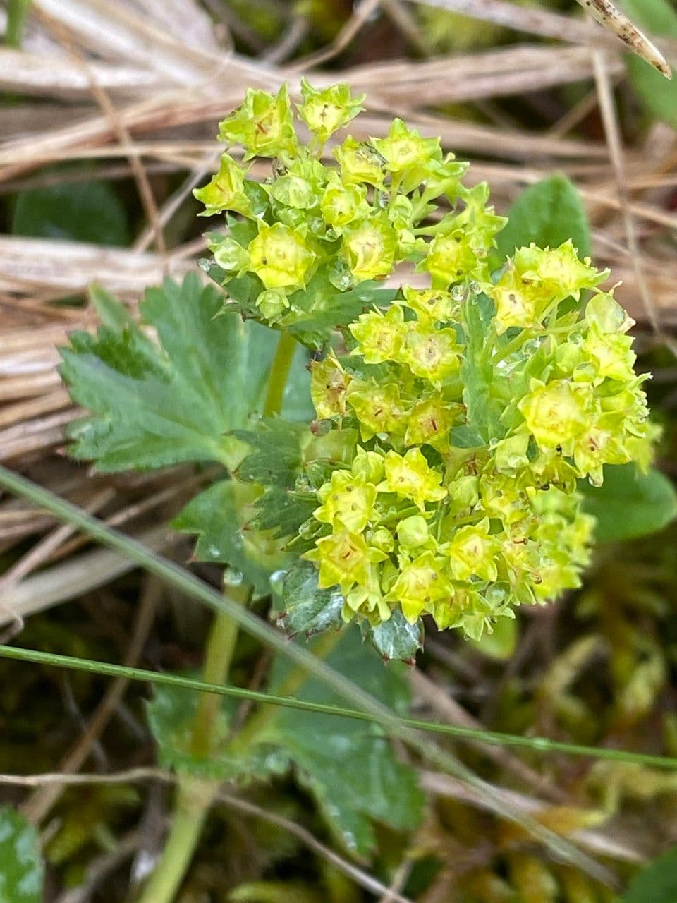 Alchemilla comune 3