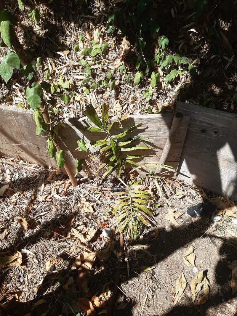 Arenga engleri 9