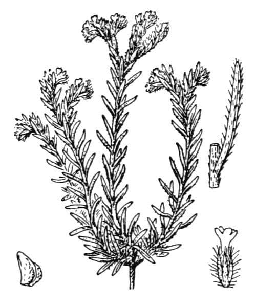 Neatostema apulum 20