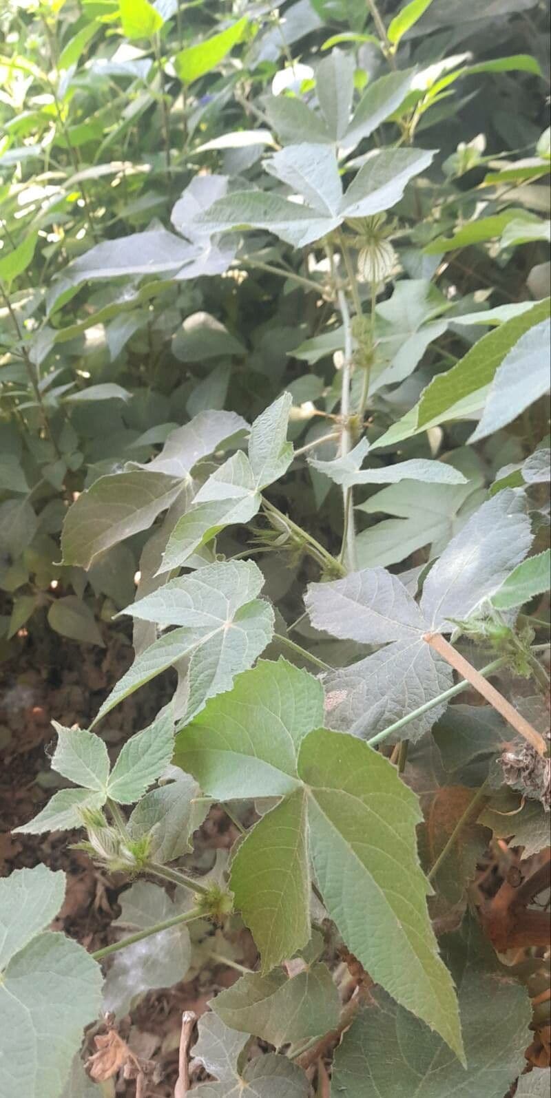 Dalechampia 5