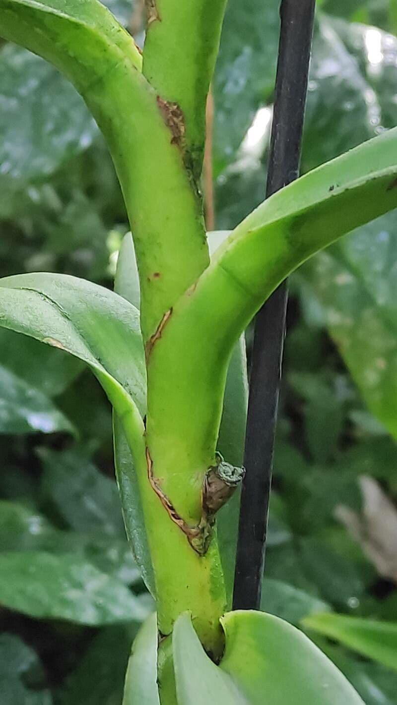 Angraecum eburneum 19