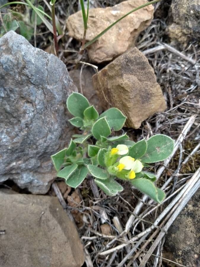 Tripodion tetraphyllum 17