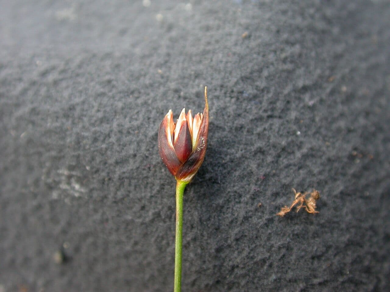 Juncus