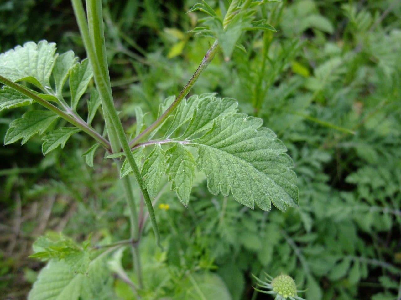 Vedovina cinerea 21