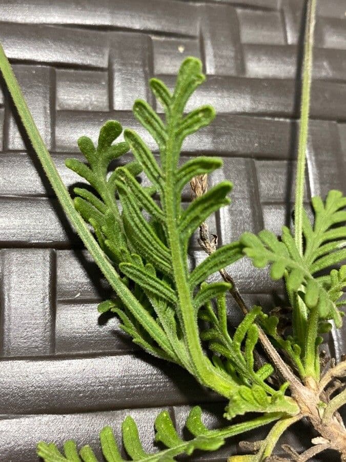 Lavanda 15
