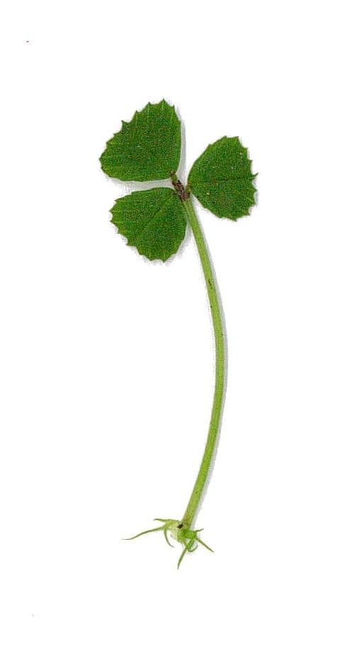 Erba medica orbicolare 28