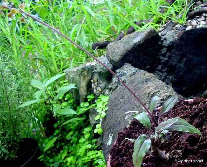 Crepidium taurino 12