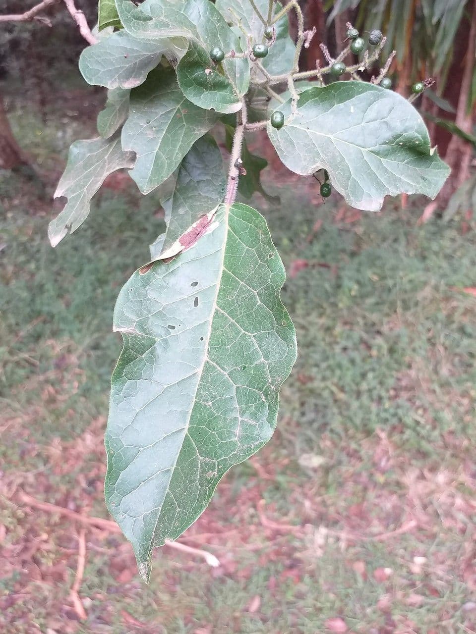 Ehretia 4
