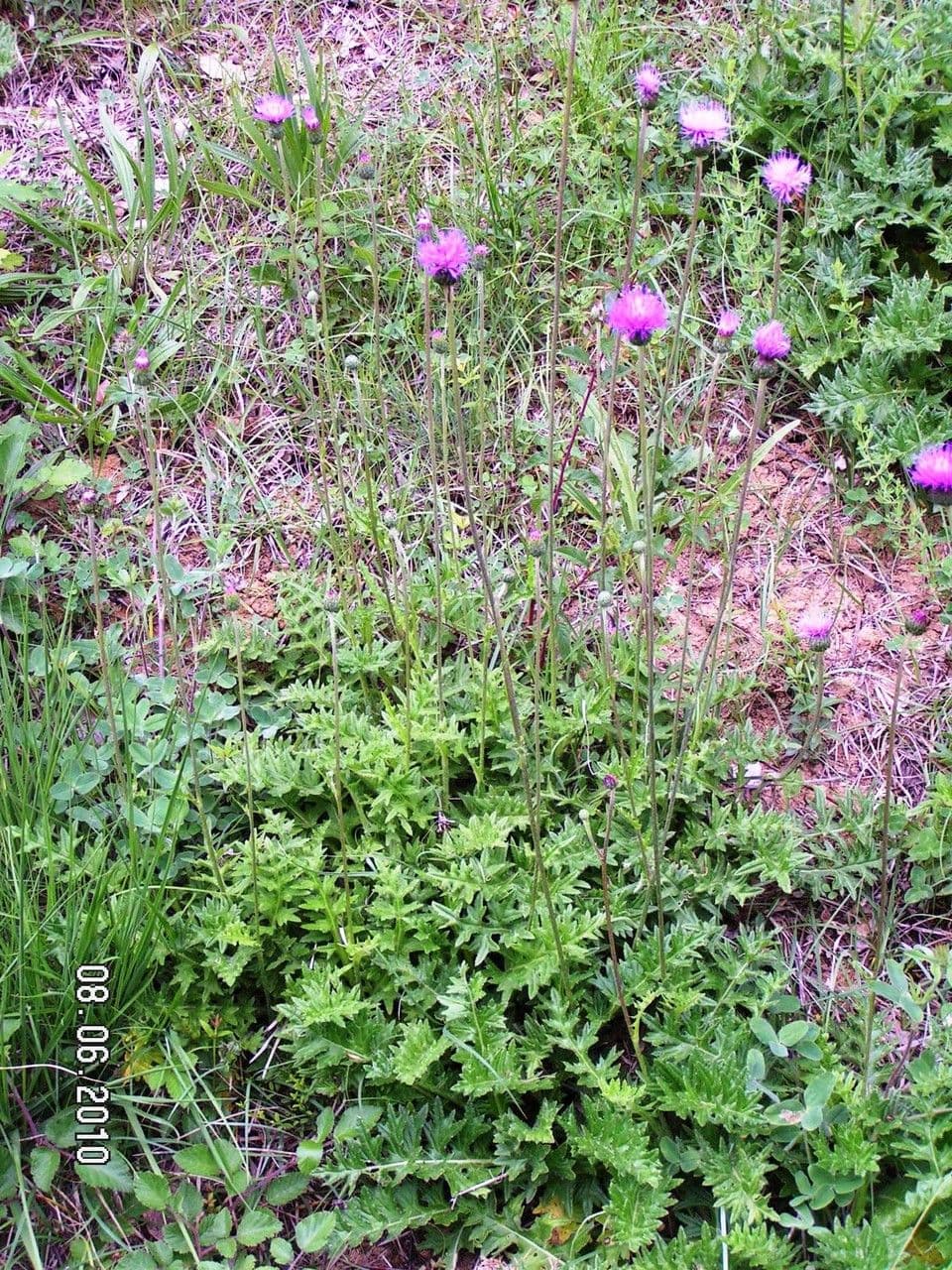 Cirsium filipendulum 9