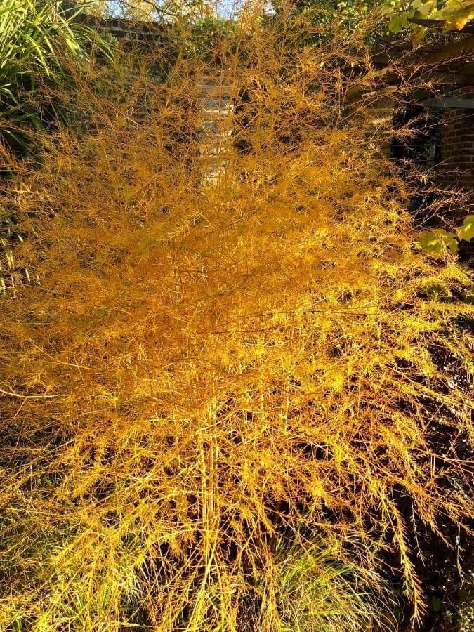 Cuscuta denticolata 5