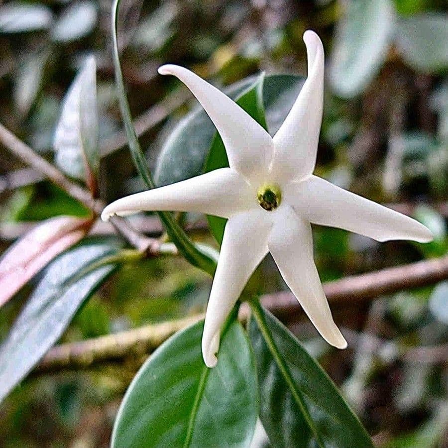 Atractocarpus 5