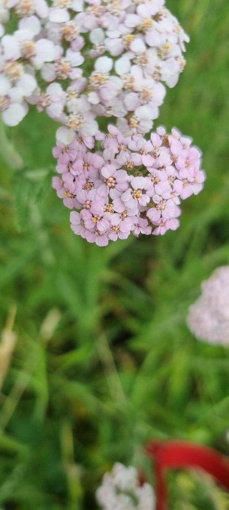 Achillea roseo-alba 3