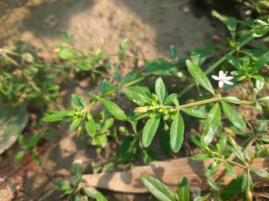 Glinus oppositifolius 5