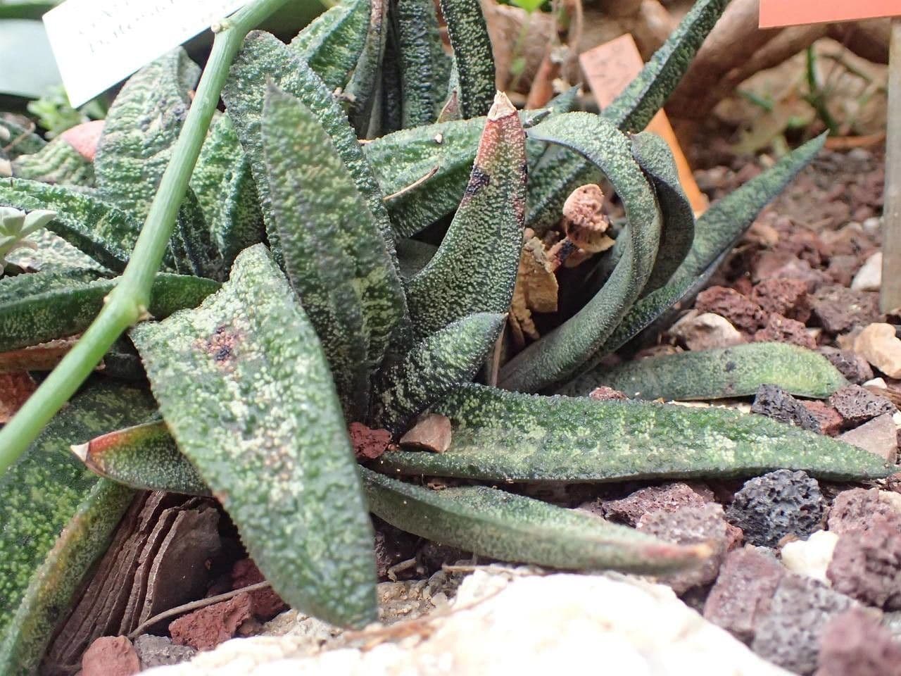 Gasteria 7
