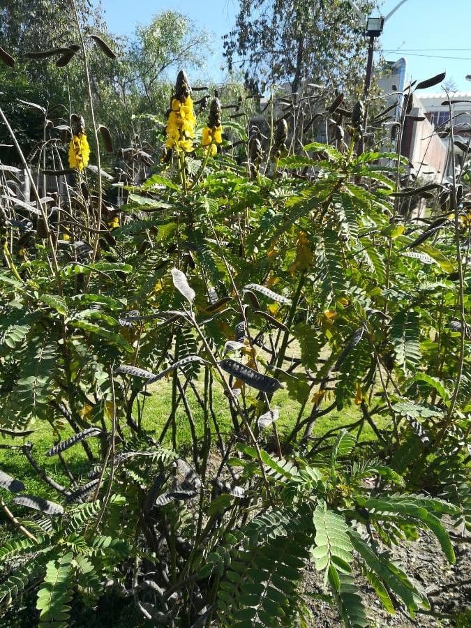 Senna didymobotrya 5