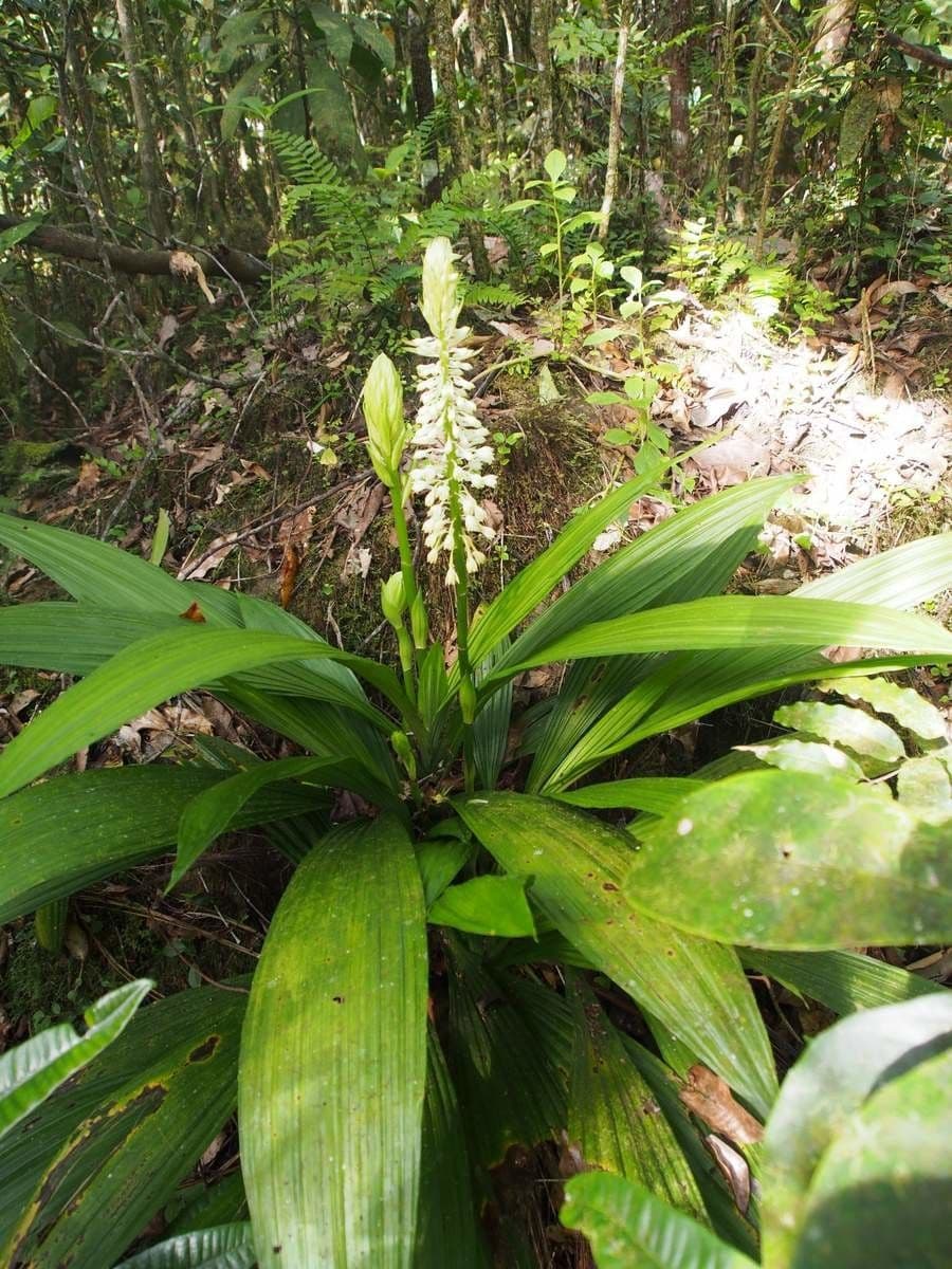 Calanthe 5