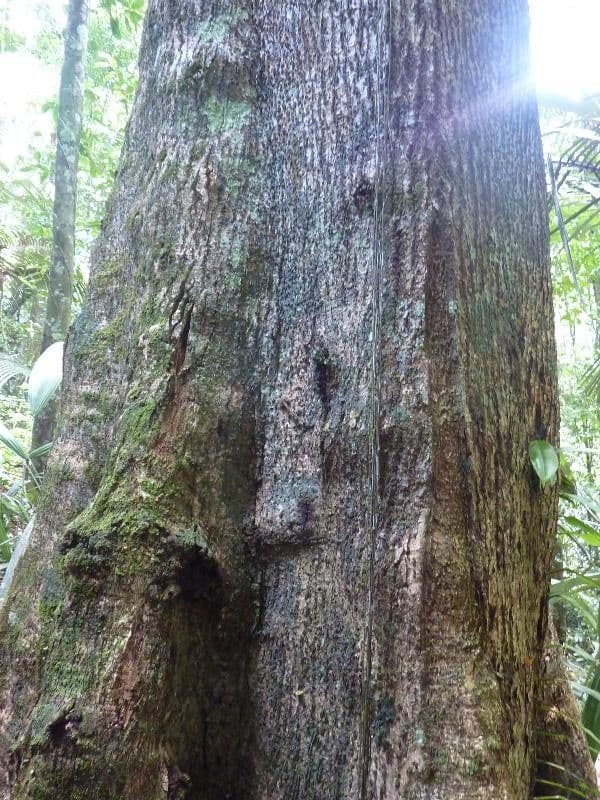Ocotea tomentosa 4
