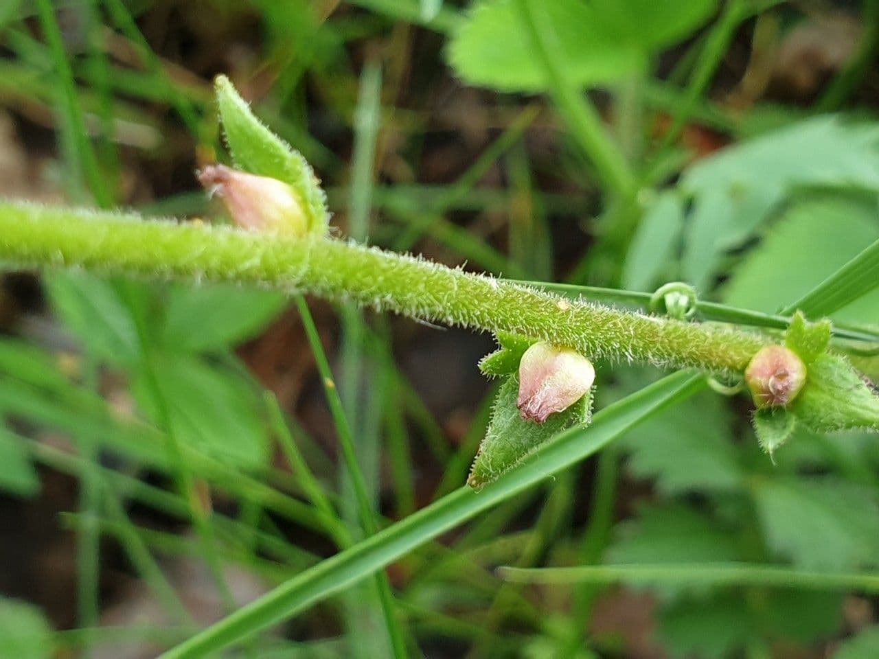 Sassifraga bulbifera 18