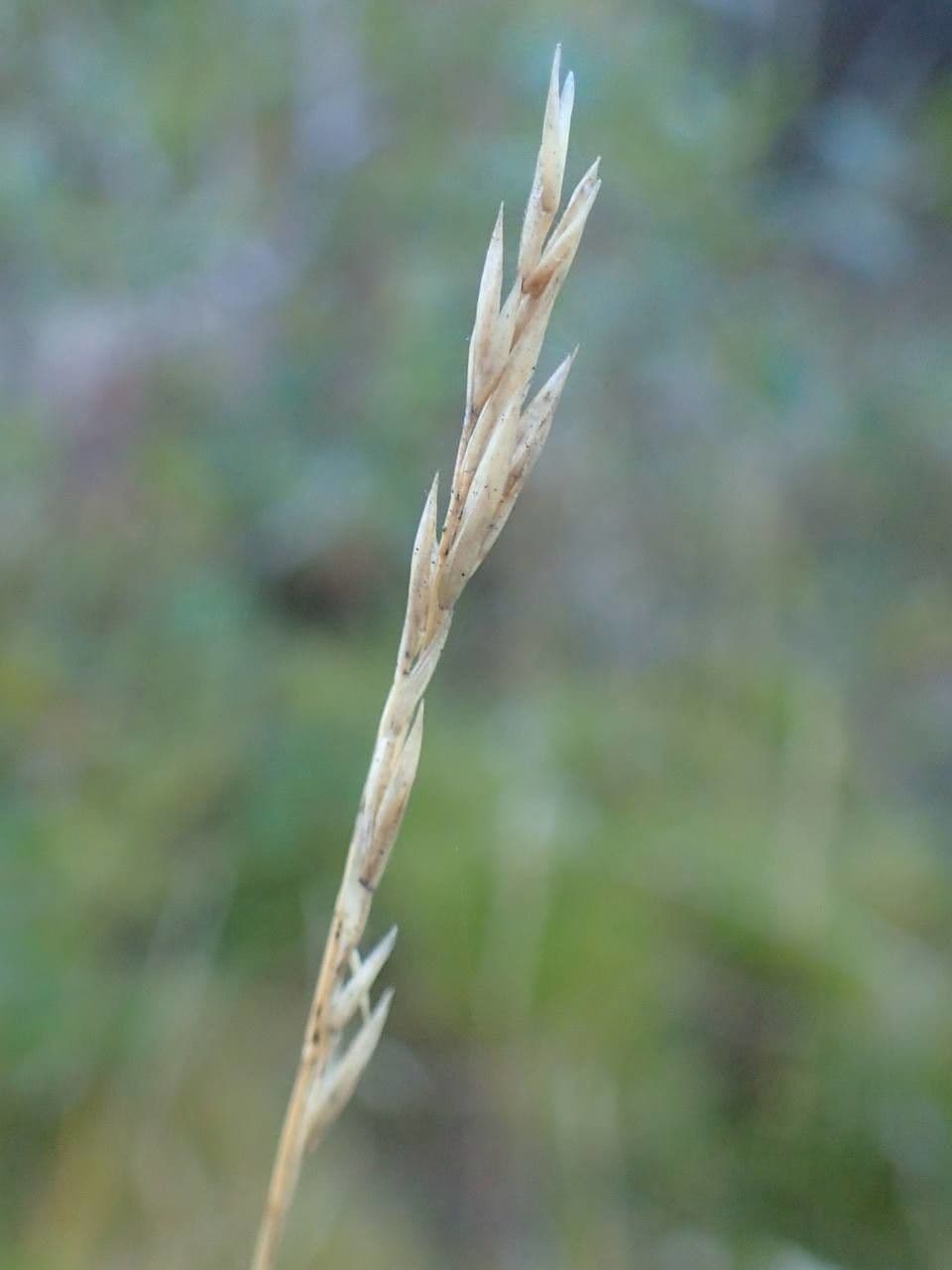 Festuca gautieri 5
