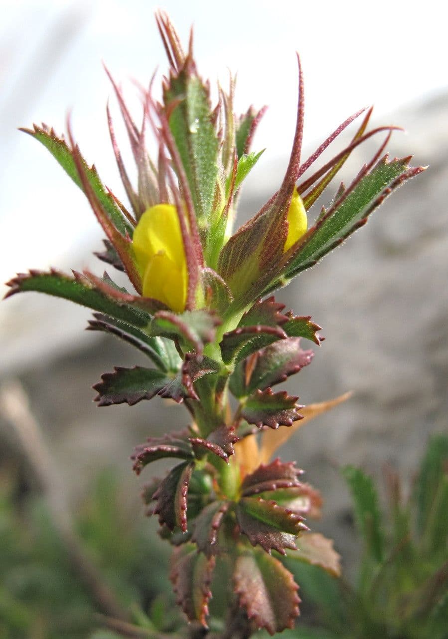 Asnallo 29