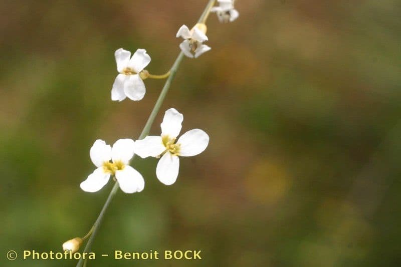 Crambe filiforme 5