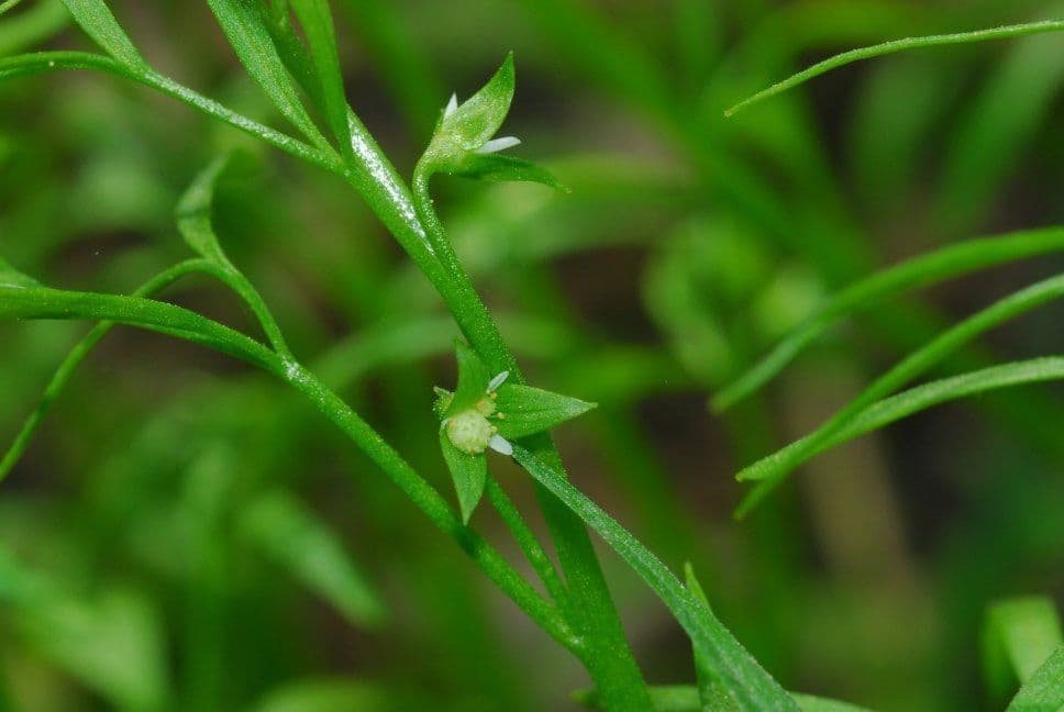 Floerkea proserpinacoides 4