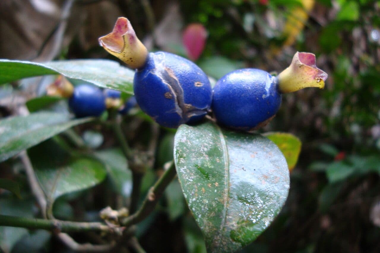 Psychotria
