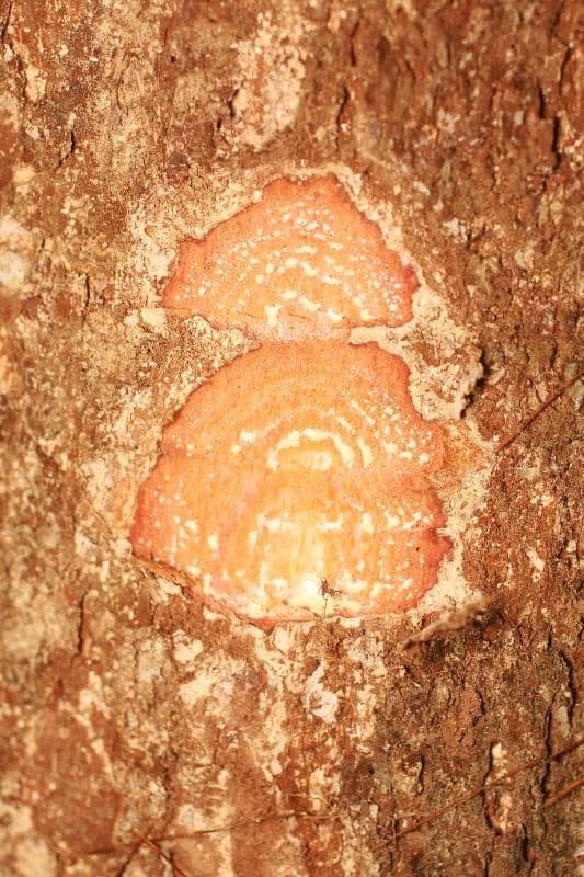 Hevea guianensis 11