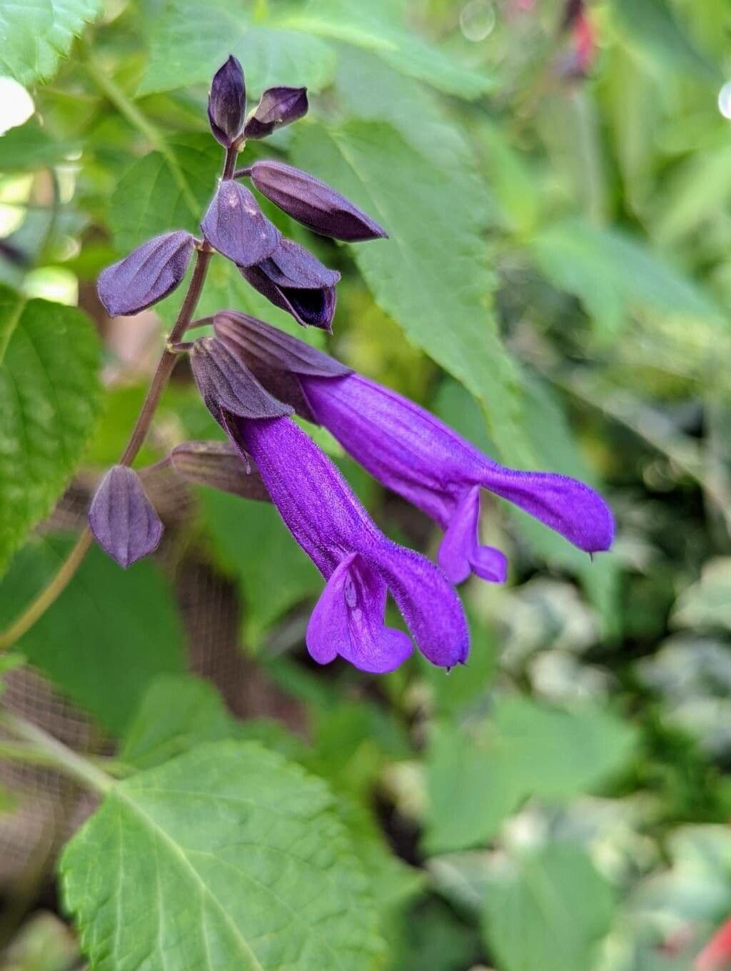 Salvia 2