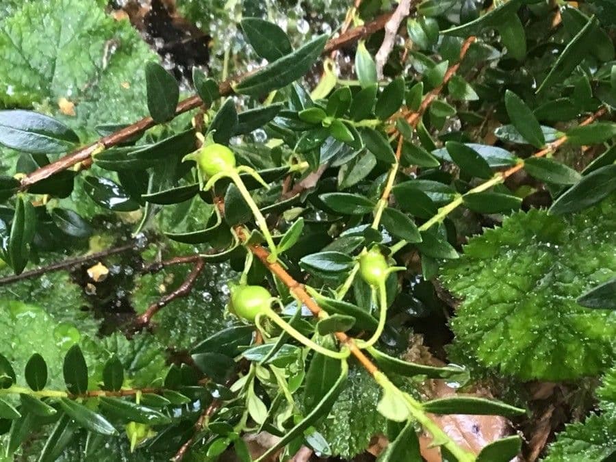 Ugni myricoides