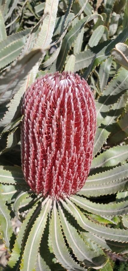 Banksia 5