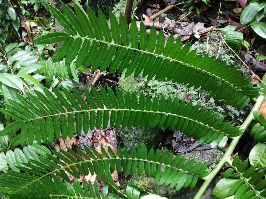 Polystichum imbricans 9