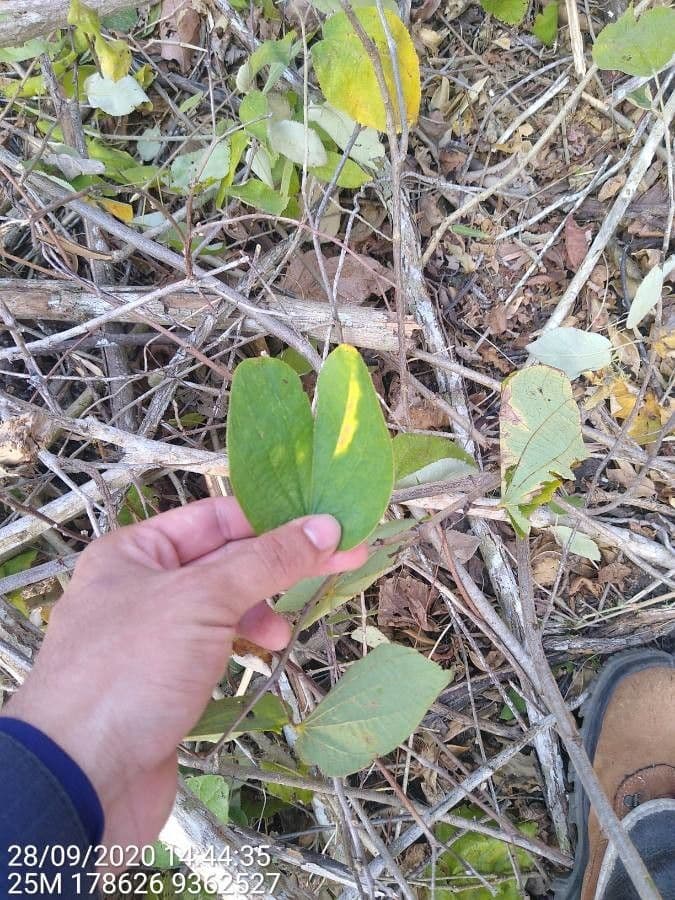 Bauhinia cheilantha 2