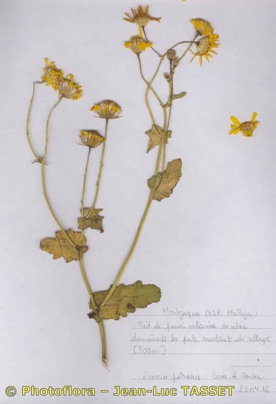 Senecio 10