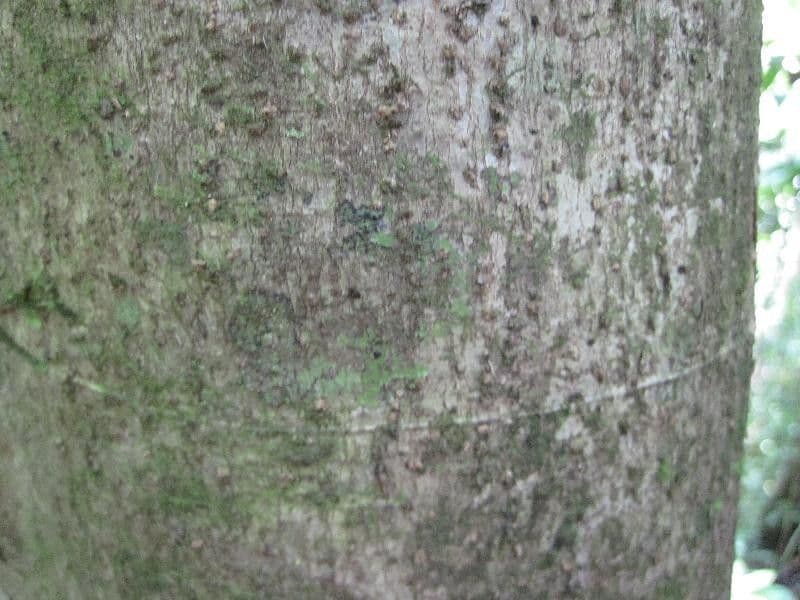 Schefflera 10