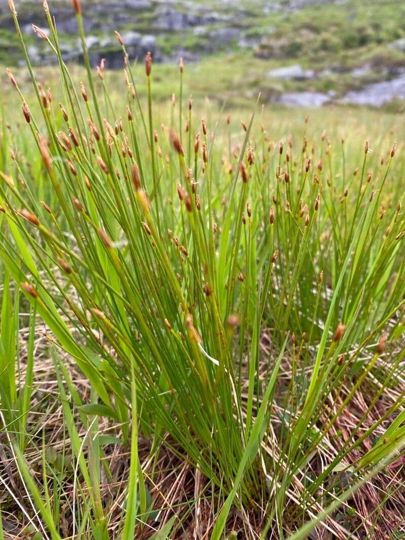 Giunco compressa 15